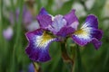 Siberian Iris `How Audacious` Royalty Free Stock Photo