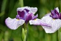 Siberian Iris (Iris sibirica)