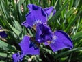Siberian iris (Iris sibirica) \'Kestutis Genys\' flowering with dark blue flowers in the garden Royalty Free Stock Photo