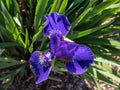 Siberian iris (Iris sibirica) \'Kestutis Genys\' flowering with dark blue flowers in the garden Royalty Free Stock Photo