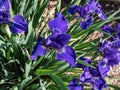 Siberian iris (Iris sibirica) \'Kestutis Genys\' flowering with dark blue flowers in the garden Royalty Free Stock Photo