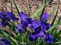 Siberian iris (Iris sibirica) \'Kestutis Genys\' flowering with dark blue flowers in the garden Royalty Free Stock Photo
