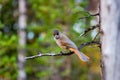 Siberian Jay Royalty Free Stock Photo