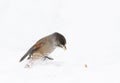 Siberian Jay bird eat on snow at winter Royalty Free Stock Photo