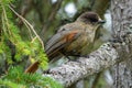 Siberian jay bird Perisoreus infaustus Royalty Free Stock Photo