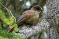 Siberian jay bird Perisoreus infaustus on a branch Royalty Free Stock Photo