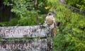 Siberian jay bird in Ruvallen, Messingen in Sweden