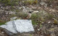 Siberian jay bird in Ruvallen, Messingen in Sweden