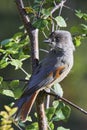 Siberian jay Royalty Free Stock Photo