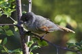 Siberian jay Royalty Free Stock Photo