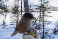 Siberian Jay (Perisoreus infaustus) heading to a persons hand to take food Lapland, Finland