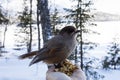 Siberian Jay (Perisoreus infaustus) heading to a persons hand to take food Lapland, Finland