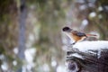 Siberian Jay Royalty Free Stock Photo