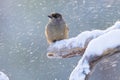 Siberian jay perched on tree brach with snow during a snow storm