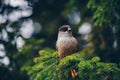 Siberian Jay Perisoreus infaustus in the forest in Finland Royalty Free Stock Photo