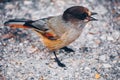 Siberian Jay Perisoreus infaustus in the forest in Finland Royalty Free Stock Photo