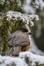 Siberian Jay Royalty Free Stock Photo