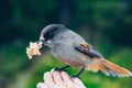 Siberian Jay sits on hand. Person feeding bird in Finland