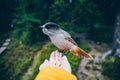 Siberian Jay sits on hand. Person feeding bird in Finland