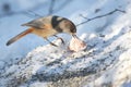 Siberian jay on the snow Royalty Free Stock Photo