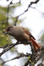 Siberian jay Sweden Royalty Free Stock Photo