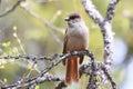 Siberian jay Sweden Royalty Free Stock Photo