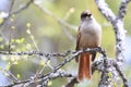 Siberian jay Sweden Royalty Free Stock Photo