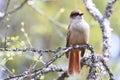 Siberian jay Sweden Royalty Free Stock Photo