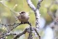 Siberian jay Sweden Royalty Free Stock Photo