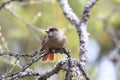 Siberian jay Sweden Royalty Free Stock Photo