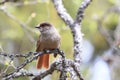 Siberian jay Sweden Royalty Free Stock Photo