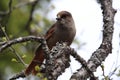 Siberian jay Sweden Royalty Free Stock Photo