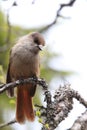 Siberian jay Sweden Royalty Free Stock Photo