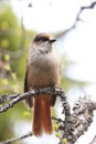 Siberian jay Sweden Royalty Free Stock Photo