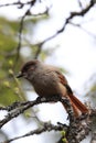 Siberian jay Sweden Royalty Free Stock Photo