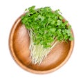 Siberian kale microgreens, fresh and ready-to-eat seedlings in a wooden bowl Royalty Free Stock Photo