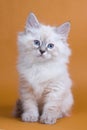 Siberian kitten