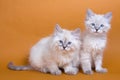 Siberian kitten Royalty Free Stock Photo