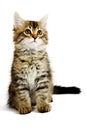 Siberian kitten Royalty Free Stock Photo