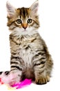 Siberian kitten Royalty Free Stock Photo