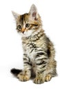 Siberian kitten Royalty Free Stock Photo