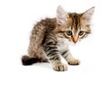 Siberian kitten Royalty Free Stock Photo