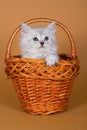 Siberian kitten Royalty Free Stock Photo