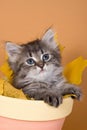 Siberian kitten Royalty Free Stock Photo