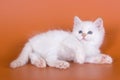 Siberian kitten Royalty Free Stock Photo