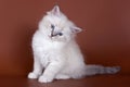 Siberian kitten Royalty Free Stock Photo