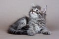 Siberian kitten Royalty Free Stock Photo