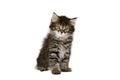 Siberian kitten Royalty Free Stock Photo