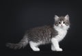 Siberian kitten on black background