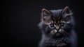 Siberian kitten on a black background.